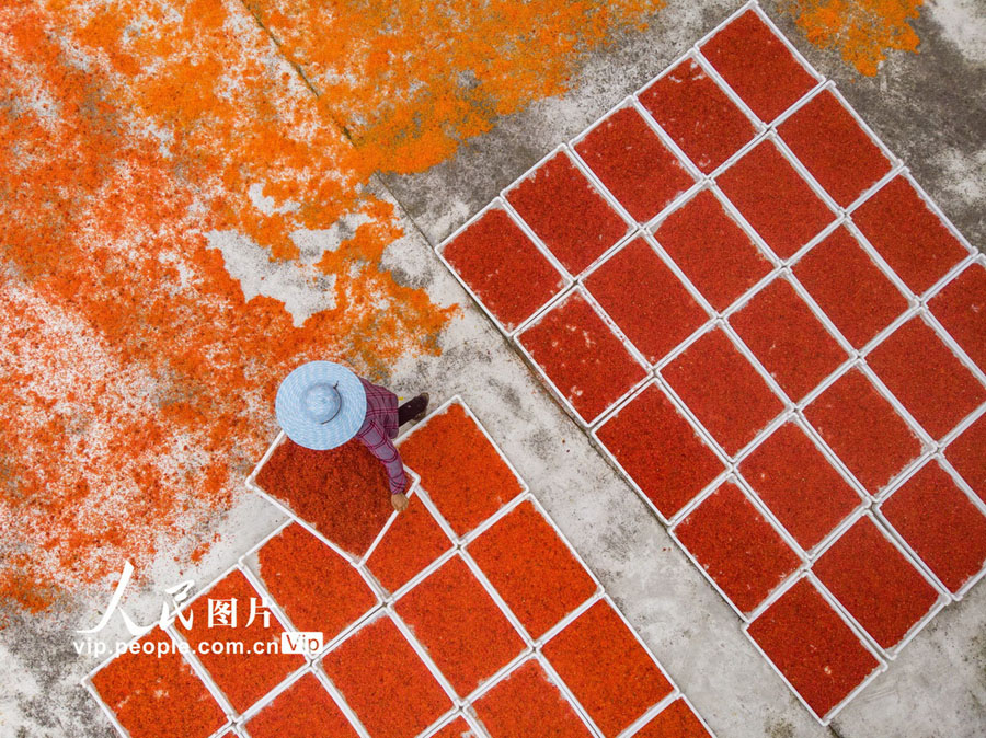 四川省內(nèi)江市東興區(qū)椑木鎮(zhèn)光明村で、収穫したベニバナを天日干しにする村民（5月21日撮影?黃正華）。