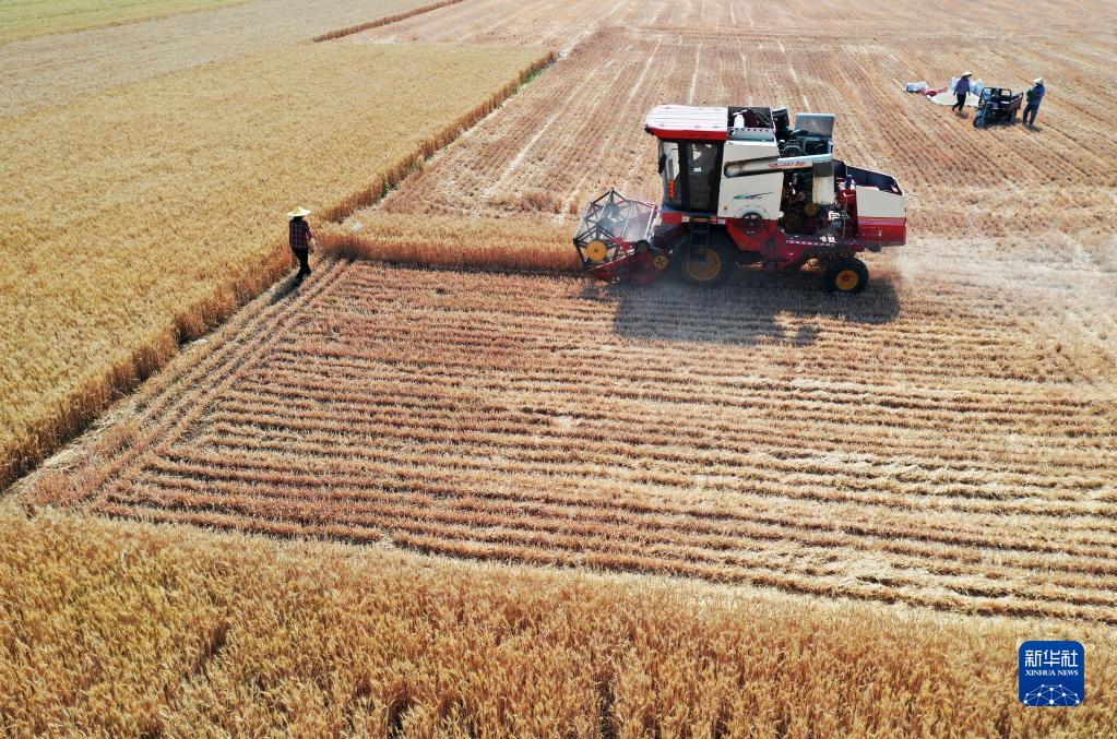 小麥の収穫シーズン到來　山東省棗荘