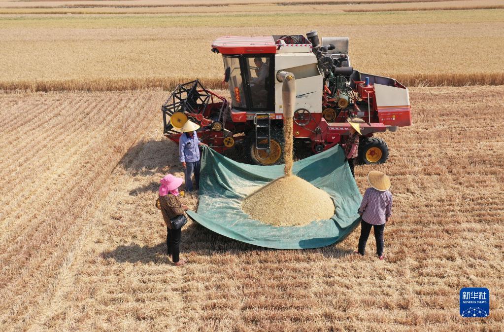 小麥の収穫シーズン到來　山東省棗荘