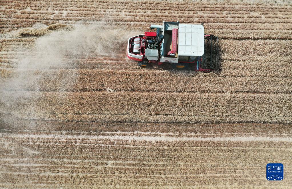 小麥の収穫シーズン到來　山東省棗荘