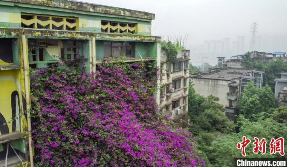 住居ビルに高さ30メートルの「ブーゲンビリアの滝」　重慶市