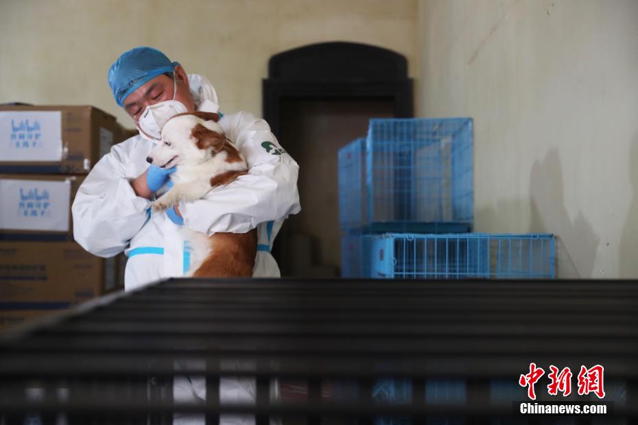 上海市初の「動物専用臨時施設(shè)」が任務(wù)を終え、閉鎖へ