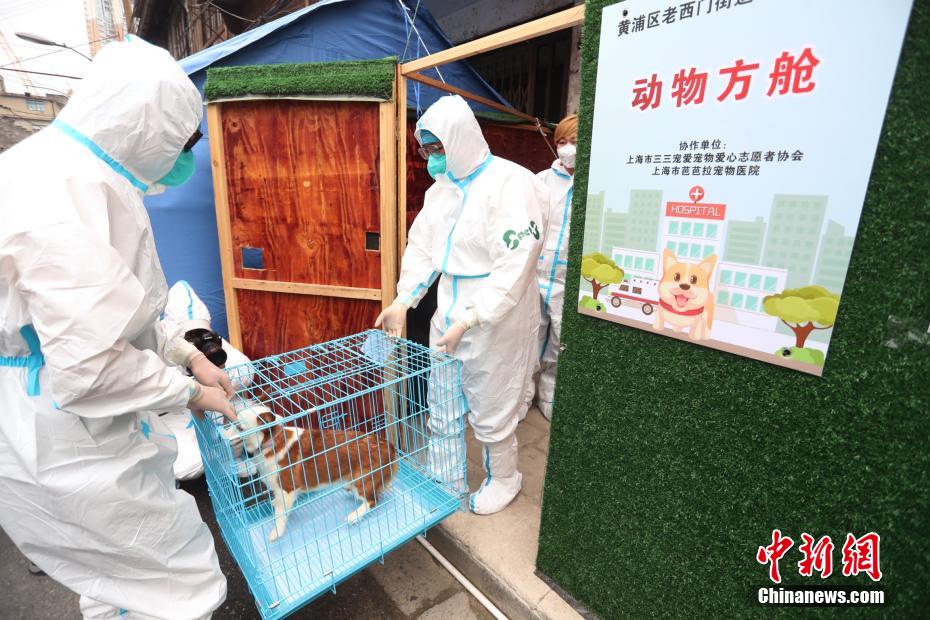 ボランティアによって飼い主の元に運(yùn)ばれる動(dòng)物専用臨時(shí)施設(shè)で預(yù)けられていた最後のペット（撮影?張亭偉）。