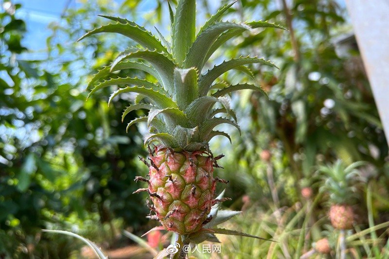 「赤パイナップル」登場！あなたは食べてみたい？