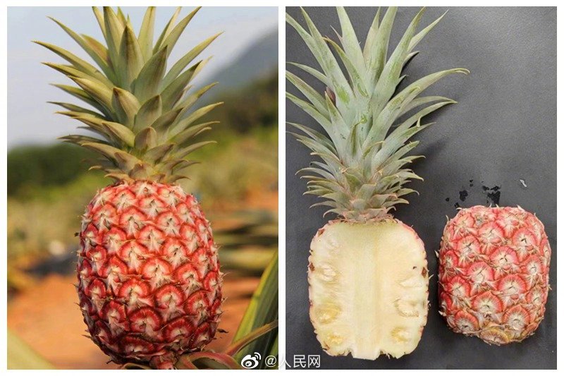 「赤パイナップル」登場(chǎng)！あなたは食べてみたい？