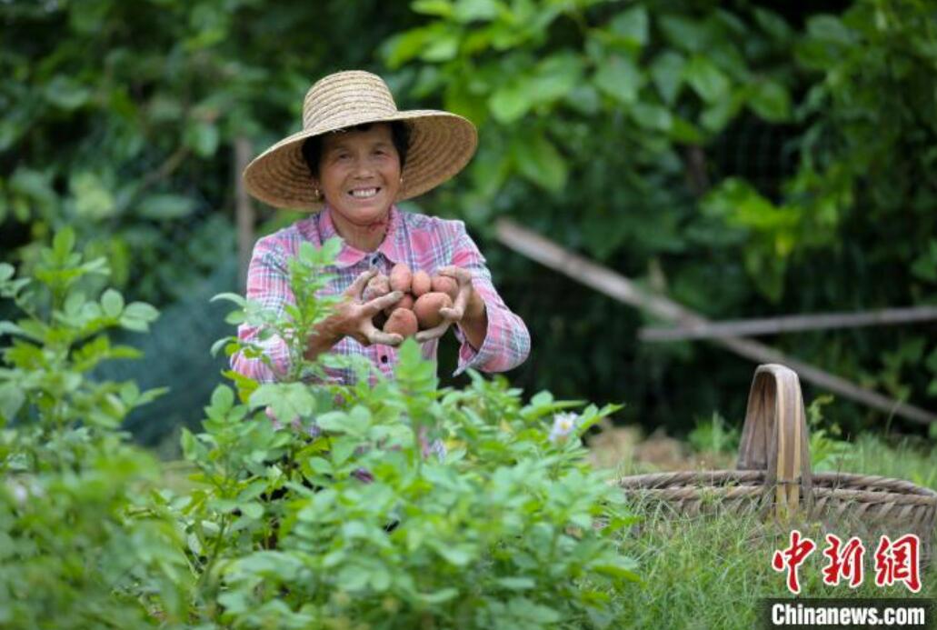 どんな野菜が屆くかお楽しみ！野菜ブラインドボックスが農(nóng)民の増収に貢獻(xiàn)　安徽省黟県