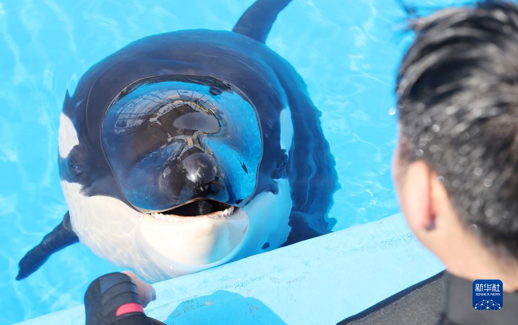 上海海昌海洋公園で、水辺でシャチの赤ちゃんと交流する飼育員（5月31日撮影?方喆）。