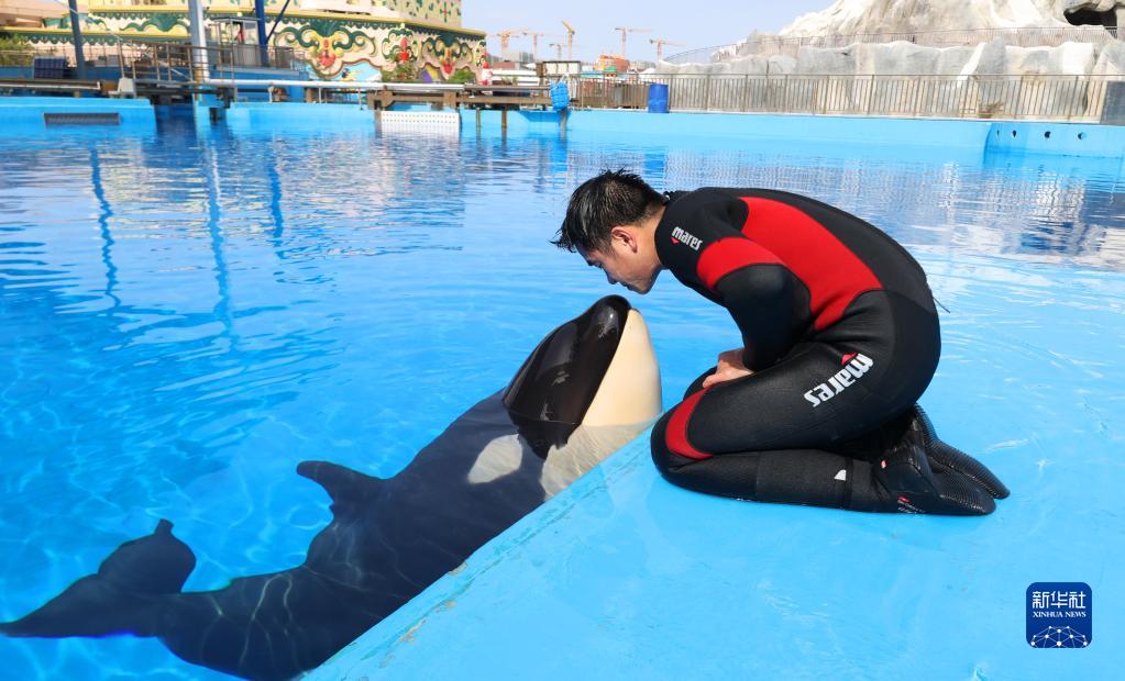 シャチの赤ちゃんが近く一般公開へ　上海