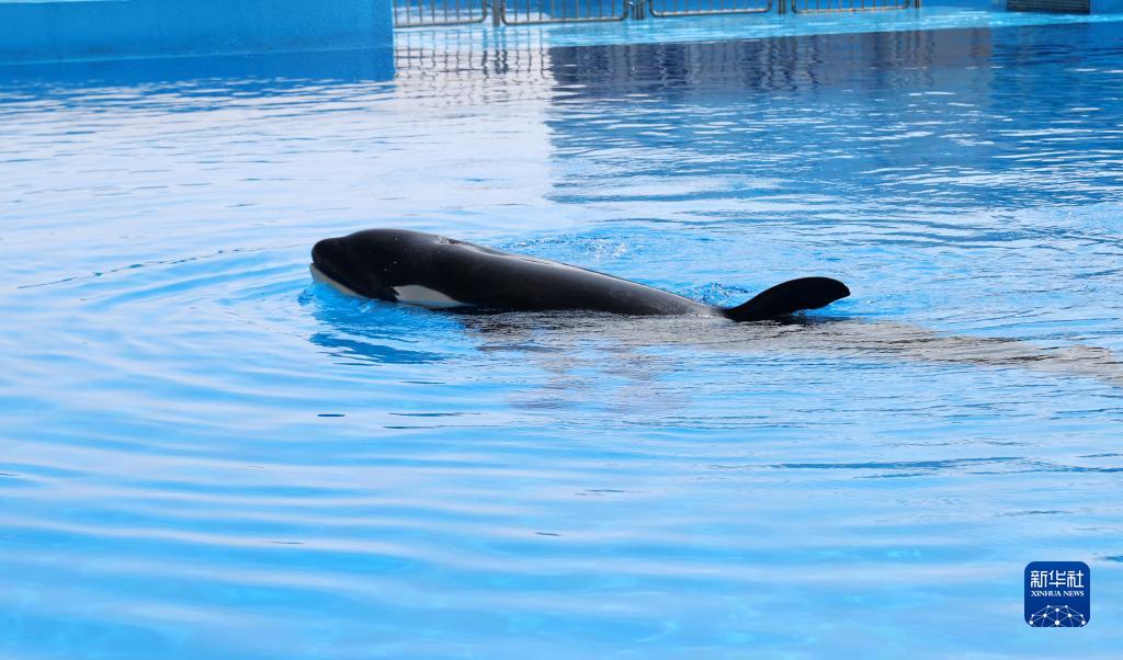 シャチの赤ちゃんが近く一般公開へ　上海