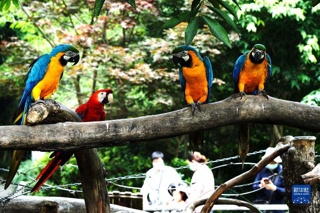 上海動物園が約2ヶ月半ぶりに再開