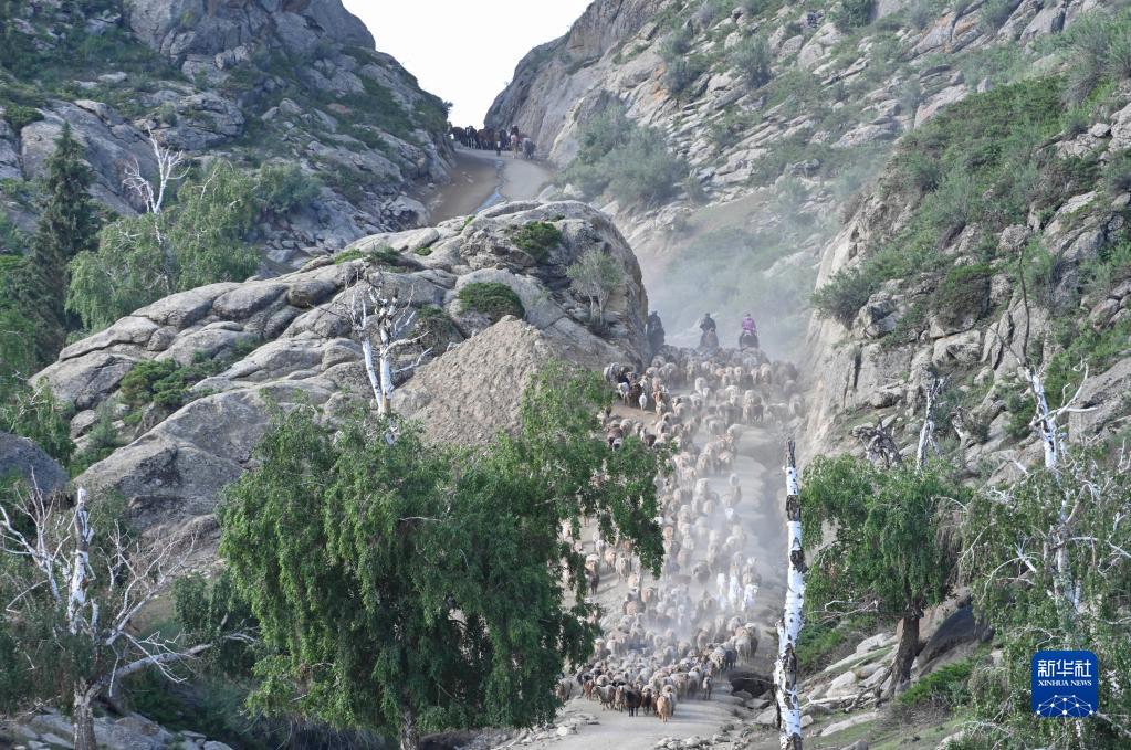 夏の放牧場へと家畜の移動を始める新疆の牧畜民たち