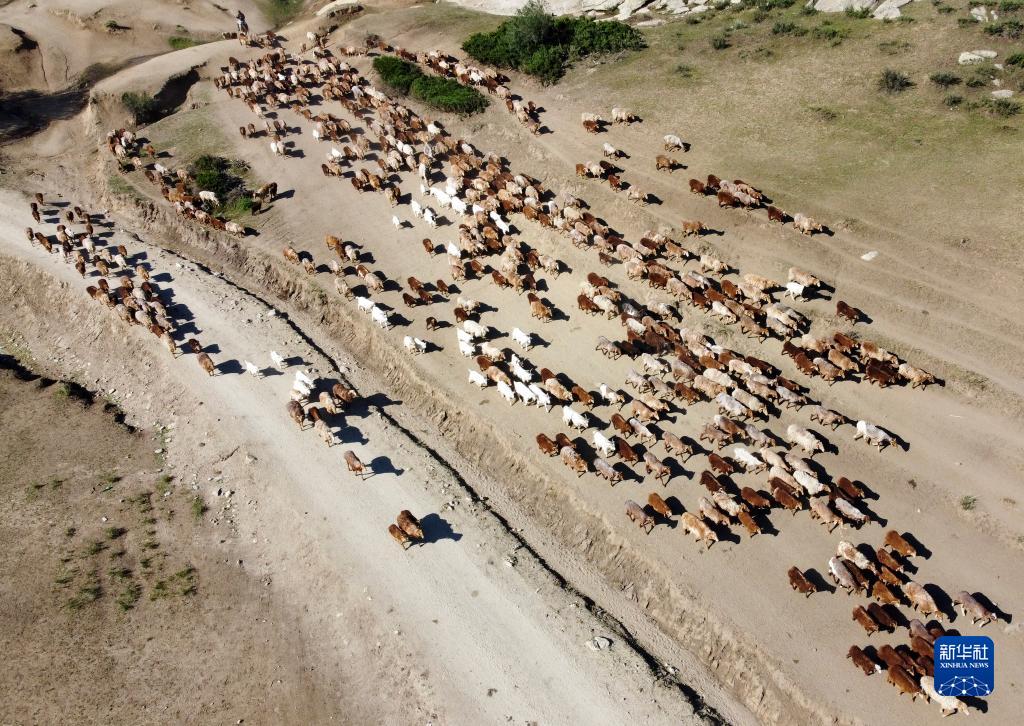 夏の放牧場(chǎng)へと家畜の移動(dòng)を始める新疆の牧畜民たち