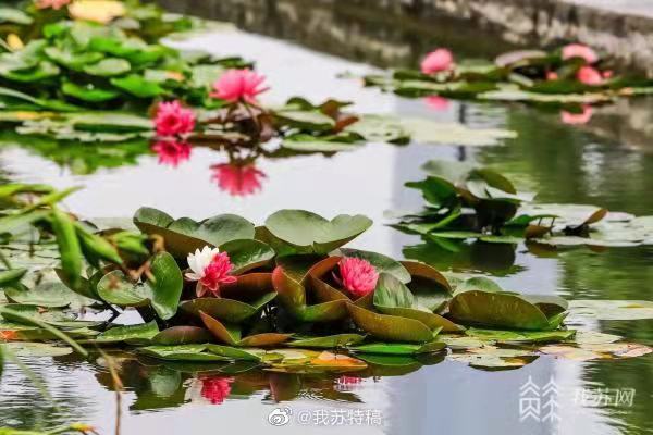 見(jiàn)られたらラッキー？ツートンカラーのスイレン　江蘇省南京