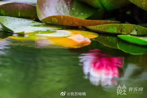 見(jiàn)られたらラッキー？ツートンカラーのスイレン　江蘇省南京