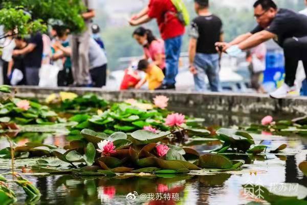 見られたらラッキー？ツートンカラーのスイレン　江蘇省南京