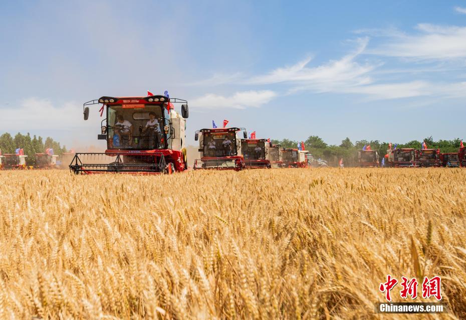 河北省邯鄲市成安県南魚口村で行われている小麥の収穫（撮影?武成軍）。