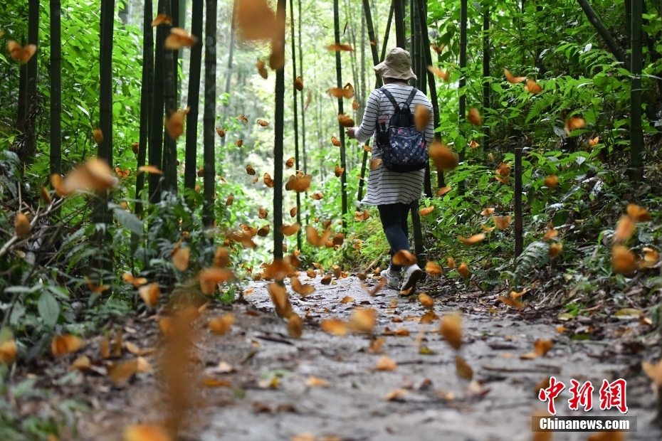 1億匹以上の蝶が一斉に羽化　雲(yún)南省