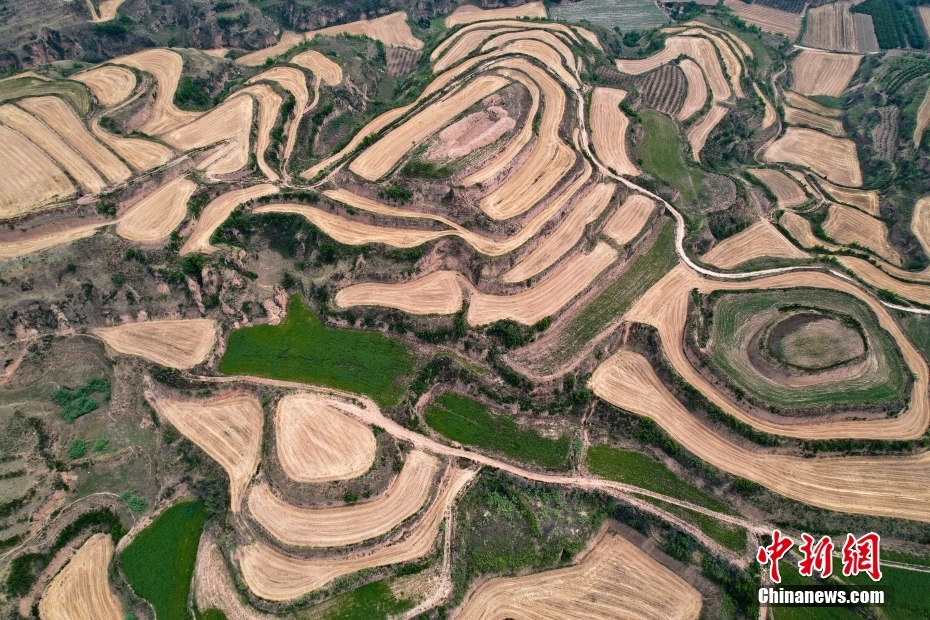 小麥収穫後の黃土棚田はまるで大木の年輪　山西省
