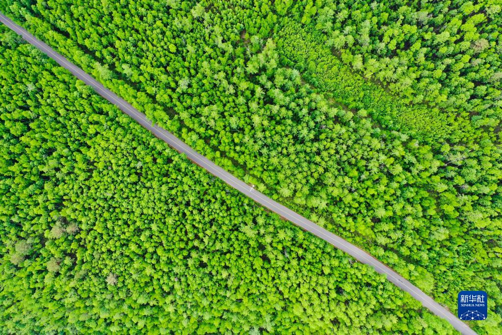 6月12日、莫爾道嘎國(guó)家森林公園（ドローンによる撮影?李志鵬）。