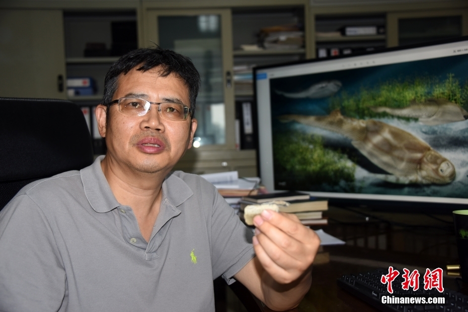 4億1千萬年前の魚の化石から鱗や鱗配列の進(jìn)化の秘密解く！