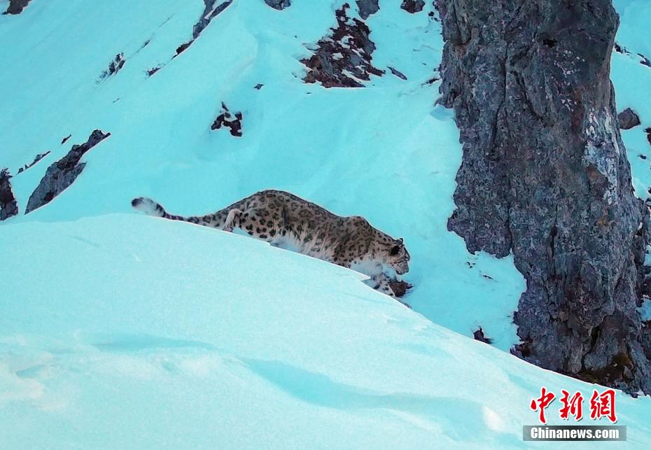 四川省のパンダ國家公園王朗エリアで再びユキヒョウを確認