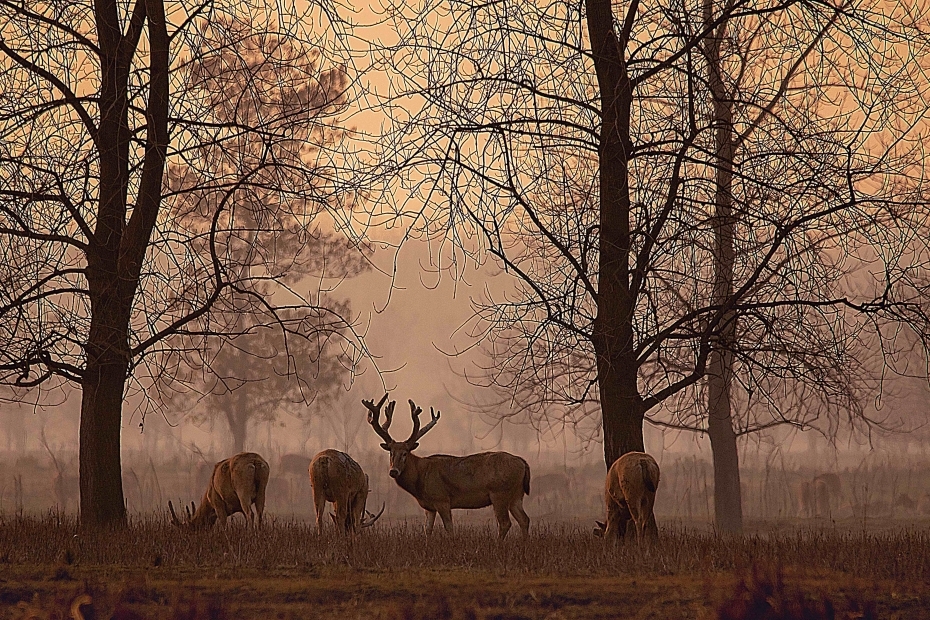 うす霧の中、たたずむシフゾウ（撮影?劉友炎）。