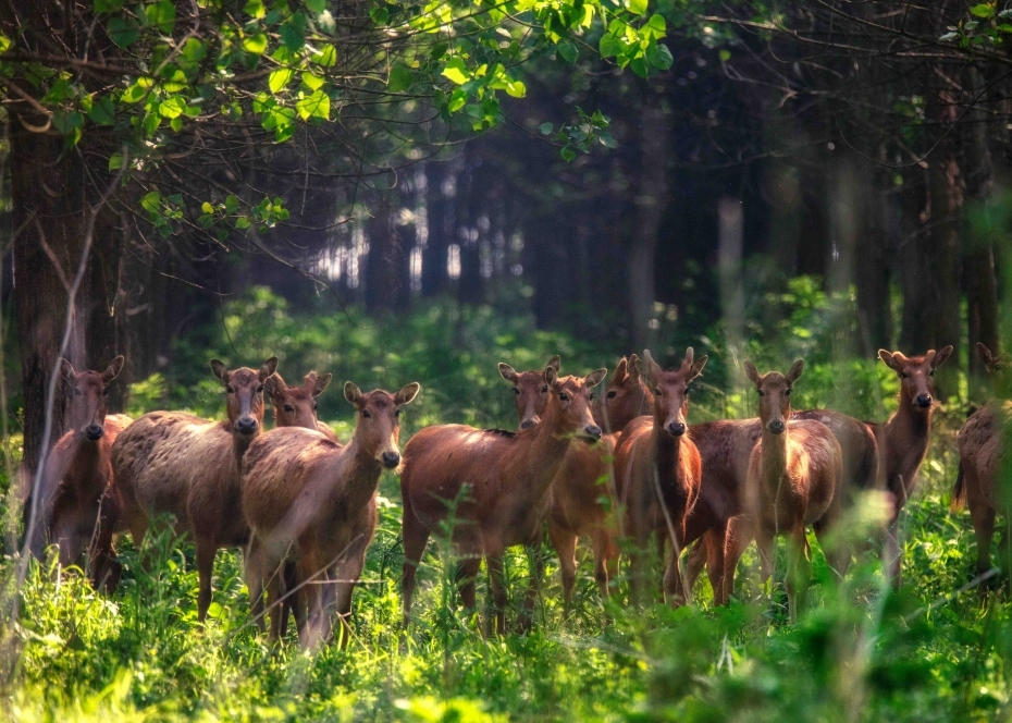 石首シフゾウ國(guó)家級(jí)自然保護(hù)區(qū)を訪(fǎng)ねて　湖北省