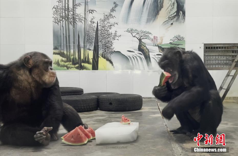 ひんやりスイカに水浴びも！動(dòng)物園の暑さ対策色々　陝西省