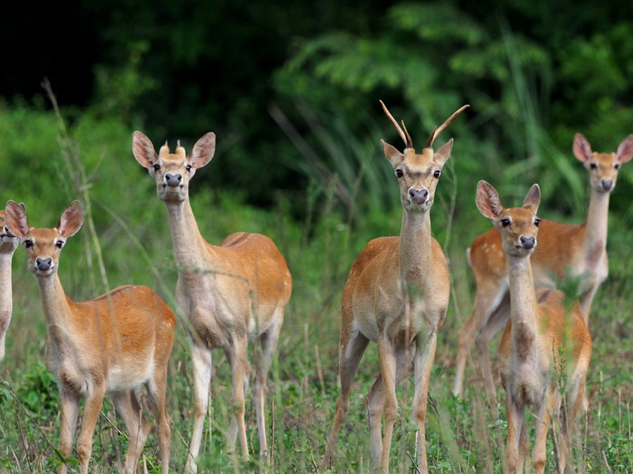 カイナンターミンジカ（撮影?盧剛）。