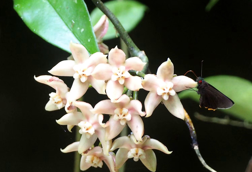「世界熱帯雨林の日」に海南熱帯雨林國家公園を訪ねて