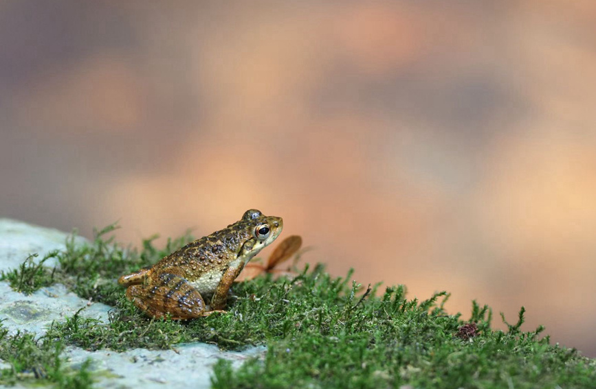 「世界熱帯雨林の日」に海南熱帯雨林國家公園を訪ねて