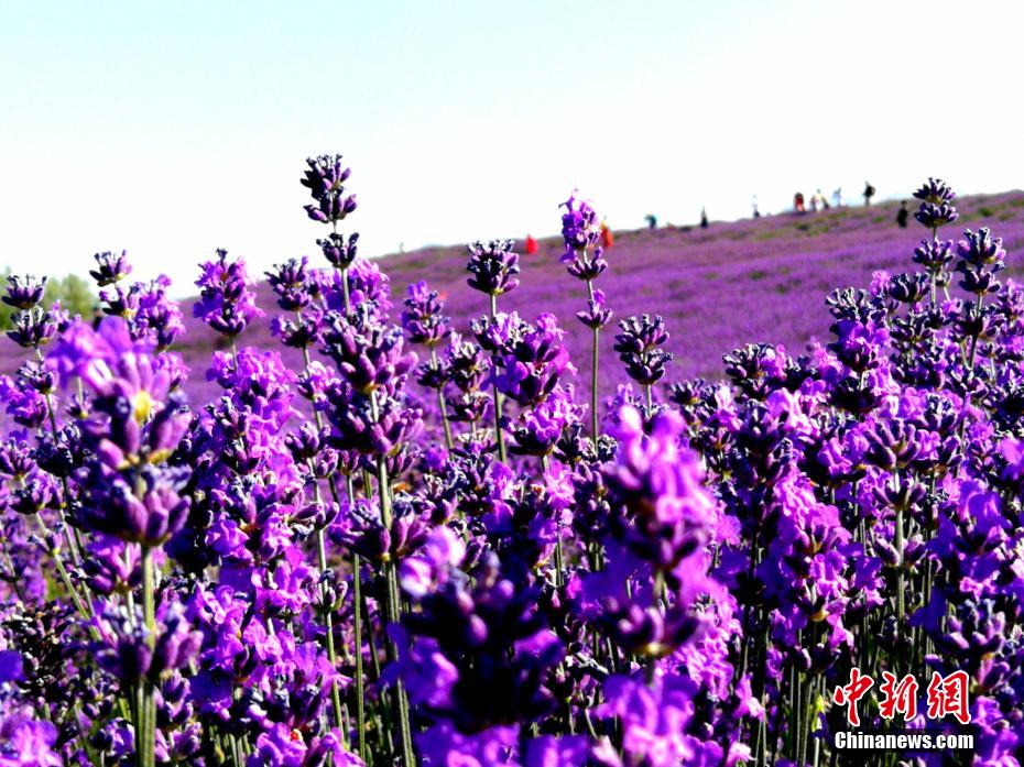 約3700ヘクタールのラベンダー畑が満開に　新疆