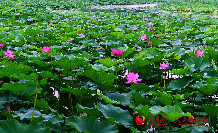 白洋淀のハス（撮影?劉向陽(yáng)）。