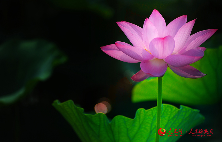 見る者を魅了する白洋淀のハス　河北省雄安新區(qū)