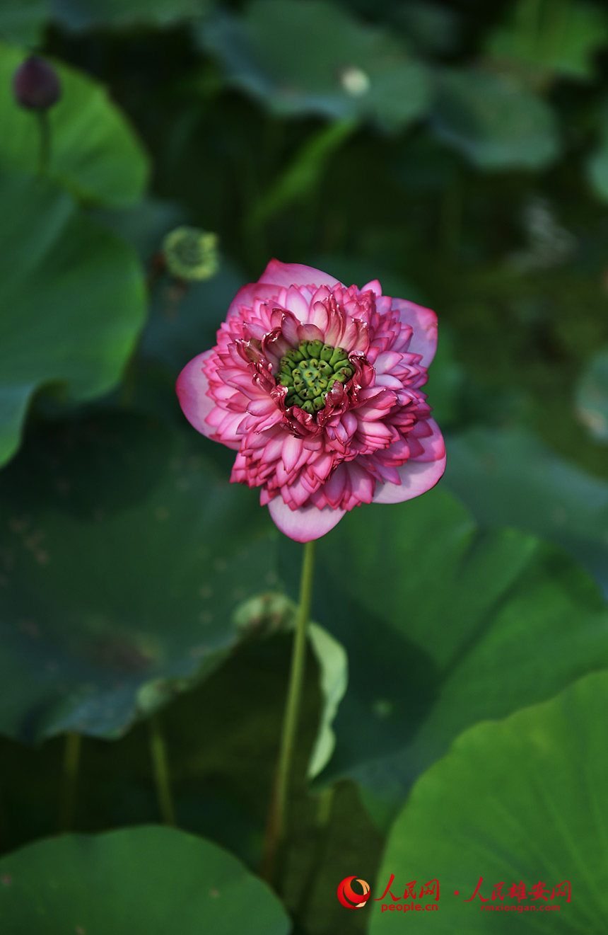 見る者を魅了する白洋淀のハス　河北省雄安新區(qū)