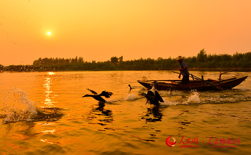 見(jiàn)る者を魅了する白洋淀のハス　河北省雄安新區(qū)