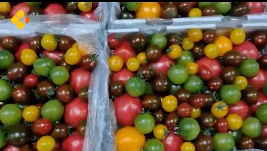 約600品種のトマトを栽培する大學(xué)教授　河南省