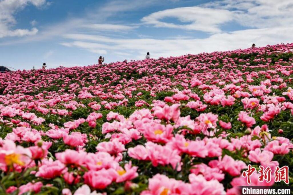 初夏の甘粛省古浪でシャクヤクの花が満開(kāi)に