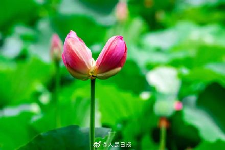 これを食べれば幸運(yùn)に恵まれる？「雙頭蓮アイス」登場(chǎng)　江蘇省南京