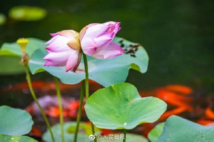 これを食べれば幸運(yùn)に恵まれる？「雙頭蓮アイス」登場(chǎng)　江蘇省南京