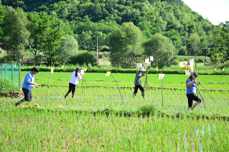 夏の田園風(fēng)景広がる「陝北の江南」と言われている川荘村