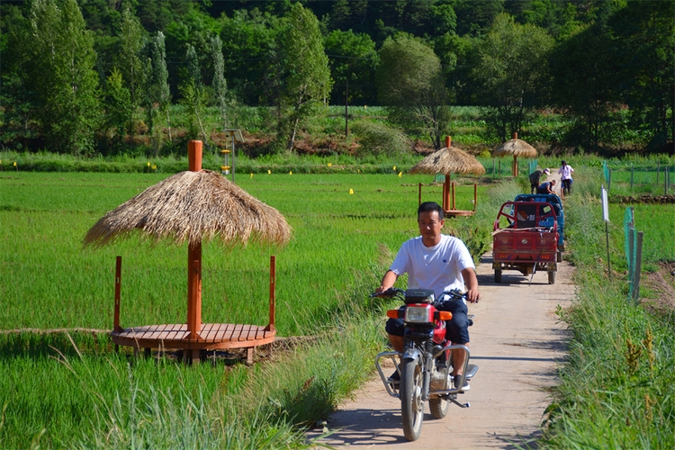 夏の田園風(fēng)景広がる「陝北の江南」と言われている川荘村