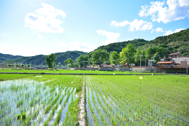 夏の田園風(fēng)景広がる「陝北の江南」と言われている川荘村