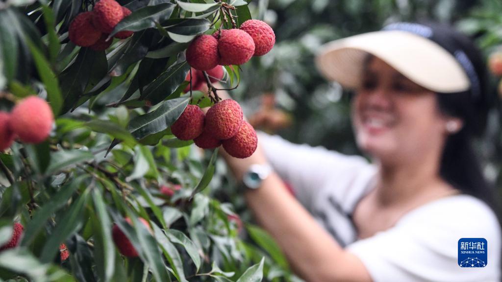 今年もライチ収穫シーズンが到來　広西