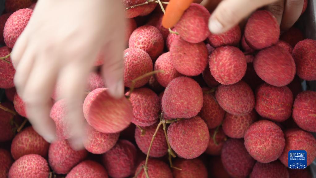 今年もライチ収穫シーズンが到來　広西