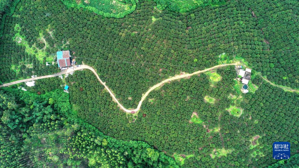 今年もライチ収穫シーズンが到來　広西