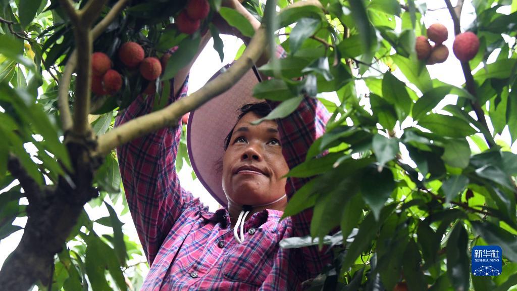 今年もライチ収穫シーズンが到來(lái)　広西