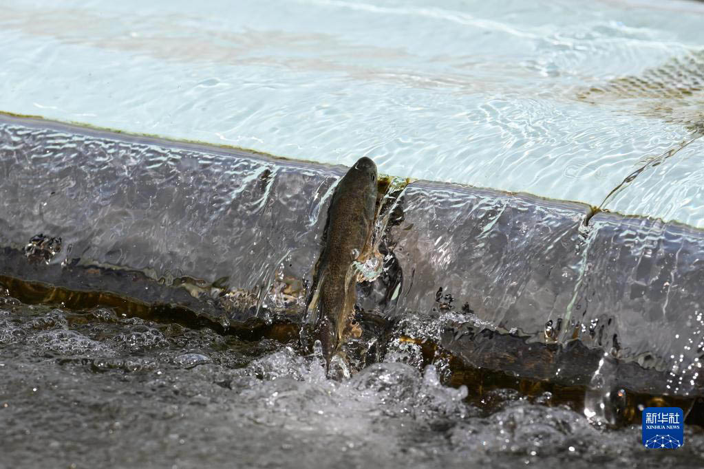 青海湖　湟魚の回遊がピークを迎える