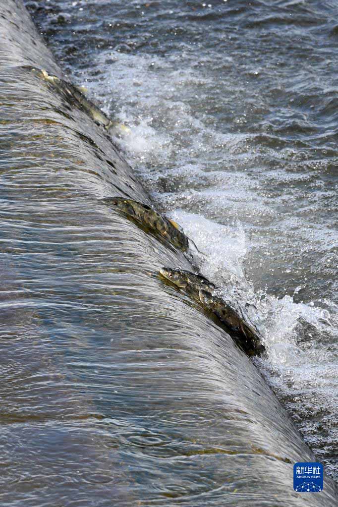 青海湖　湟魚(yú)の回遊がピークを迎える