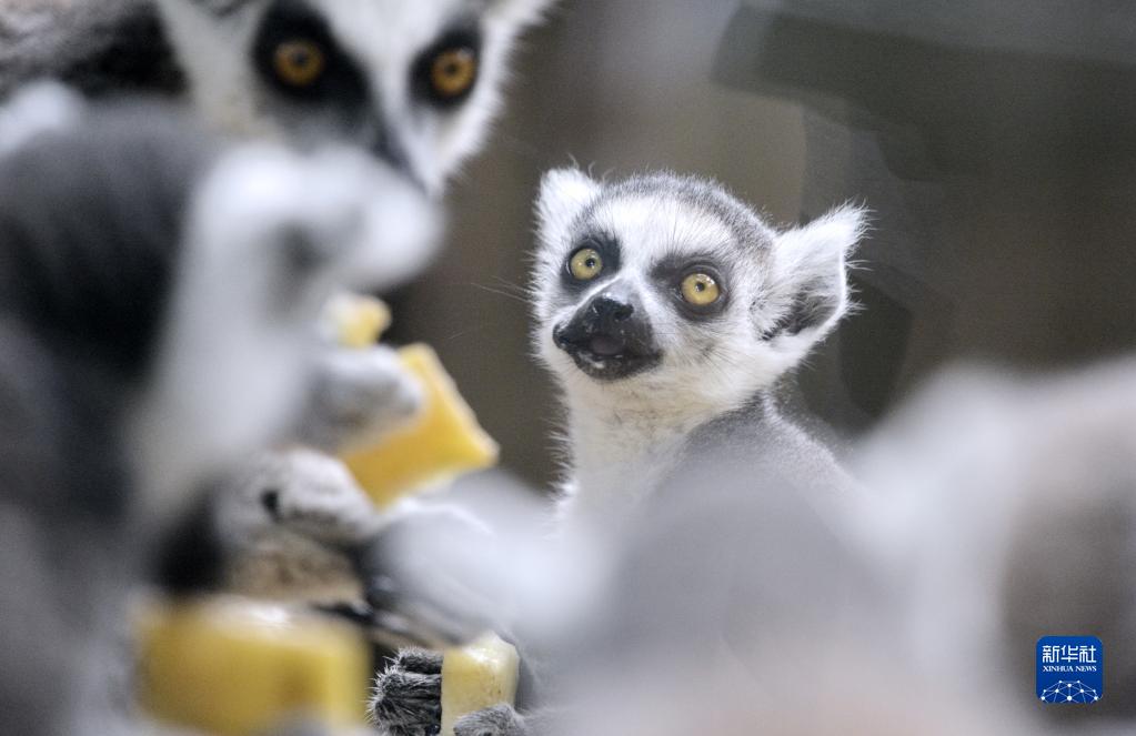 果物を食べるワオキツネザルの赤ちゃん（7月2日撮影?李欣）。